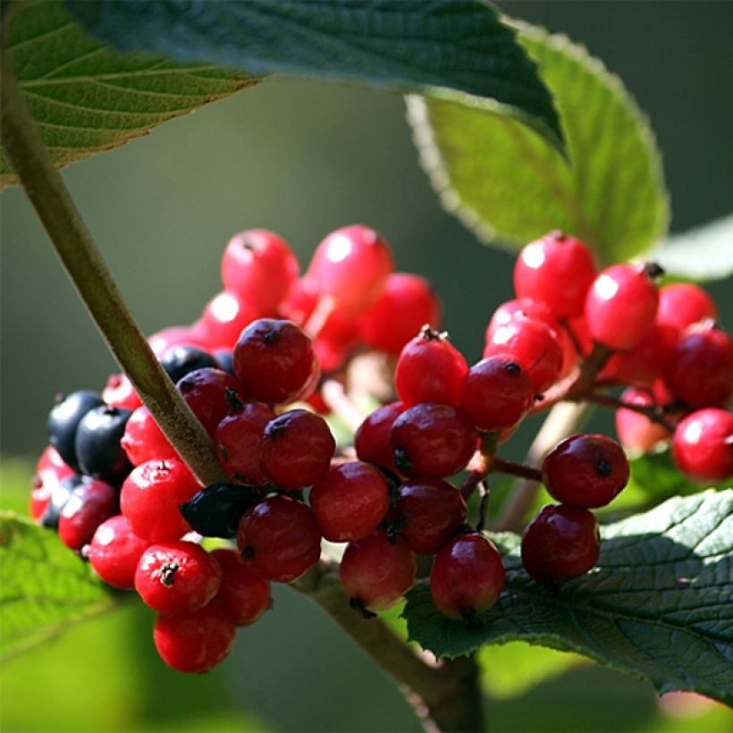 Viburnum lantana - Wollige sneeuwbal (Harvest)