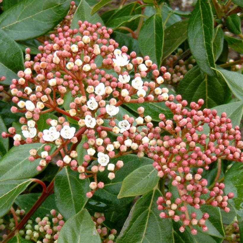 Viburnum lucidum - Sneeuwbal (Flowering)