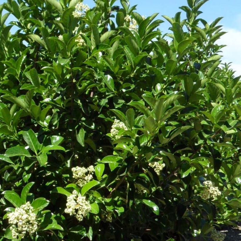 Viburnum lucidum - Sneeuwbal (Foliage)