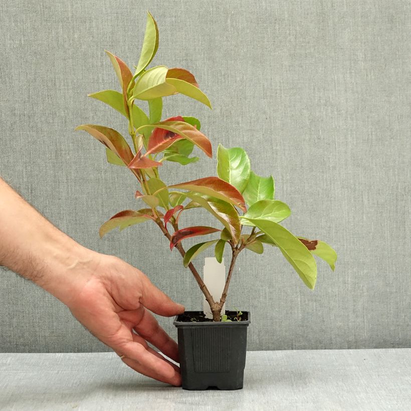 Exemplaar van Viburnum lucidum - Sneeuwbal Kweekpotje van 8/9 cm zoals geleverd in de zomer