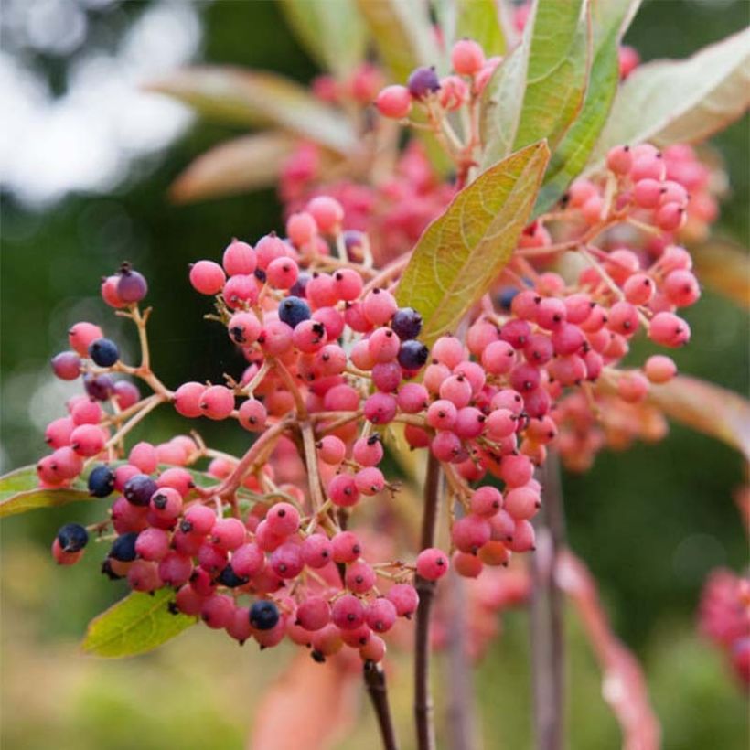 Viburnum nudum Pink Beauty - Sneeuwbal (Flowering)