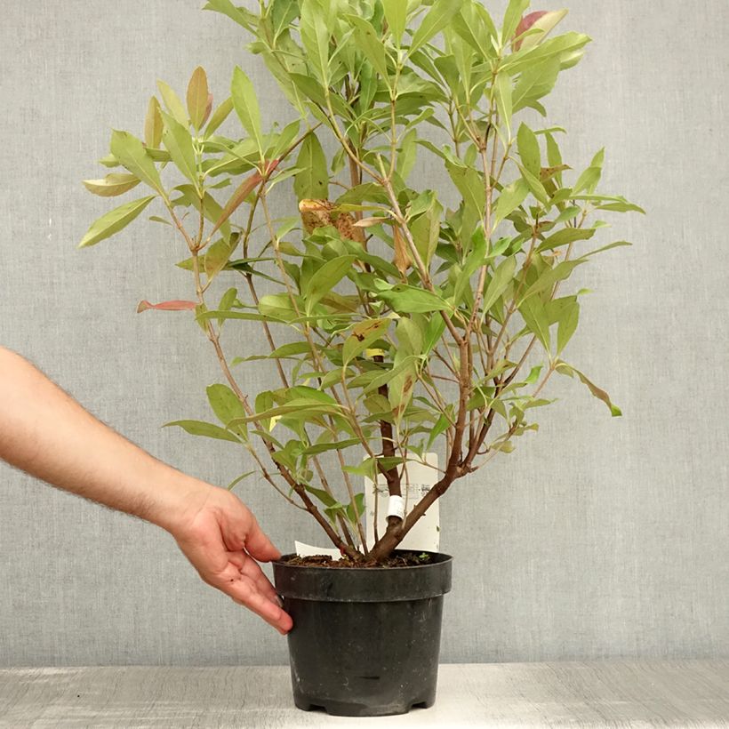 Exemplaar van Viburnum odoratissimum Coppertop - Sneeuwbal Pot van 3 l/4 l zoals geleverd in de zomer