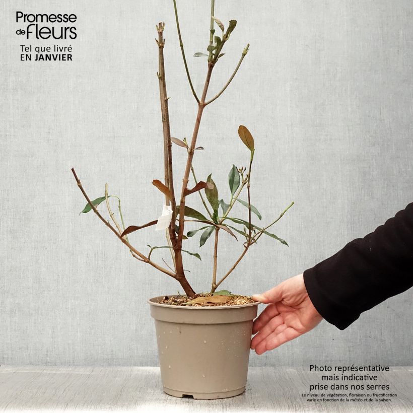 Example of Viburnum odoratissimum Coppertop - Viorne parfumée  Pot van 3 l/4 l as you get in hiver