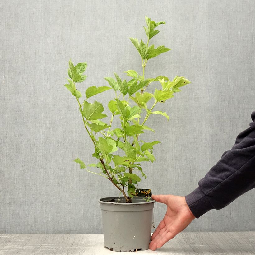 Exemplaar van Viburnum opulus Xanthocarpum - Gelderse roos Pot van 3 l/4 l zoals geleverd in de zomer