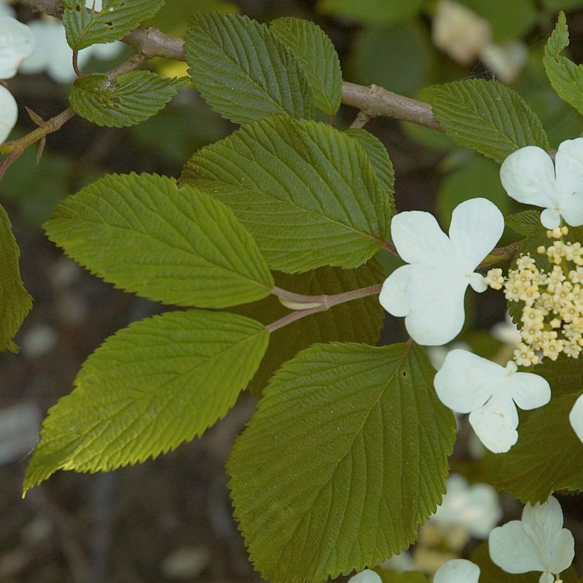 Viburnum plicatum Mariesii - Japanse sneeuwbal (Foliage)