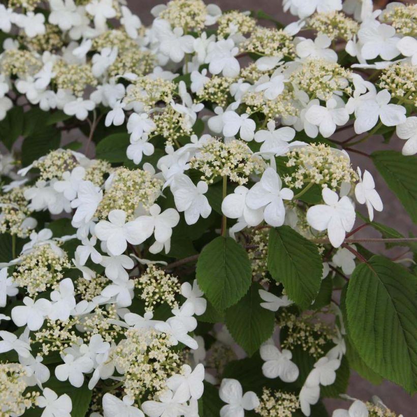 Viburnum plicatum Mariesii - Japanse sneeuwbal (Flowering)