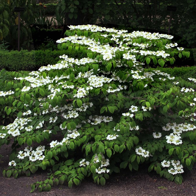 Viburnum plicatum Mariesii - Japanse sneeuwbal (Plant habit)