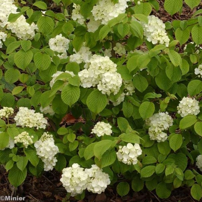Viburnum plicatum Popcorn - Japanse sneeuwbal (Flowering)
