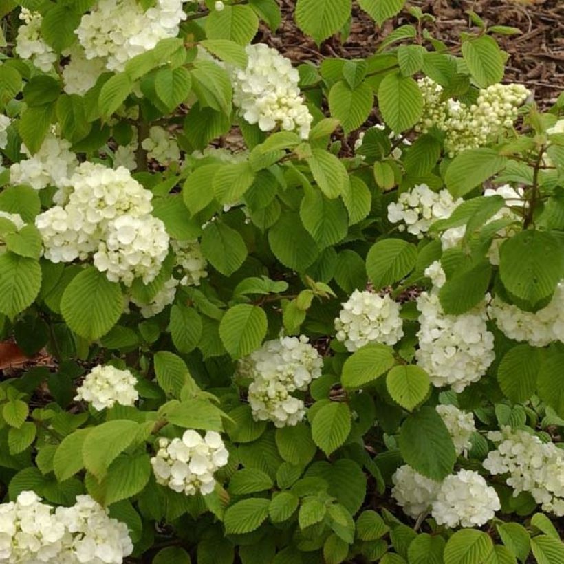 Viburnum plicatum Popcorn - Japanse sneeuwbal (Blad)