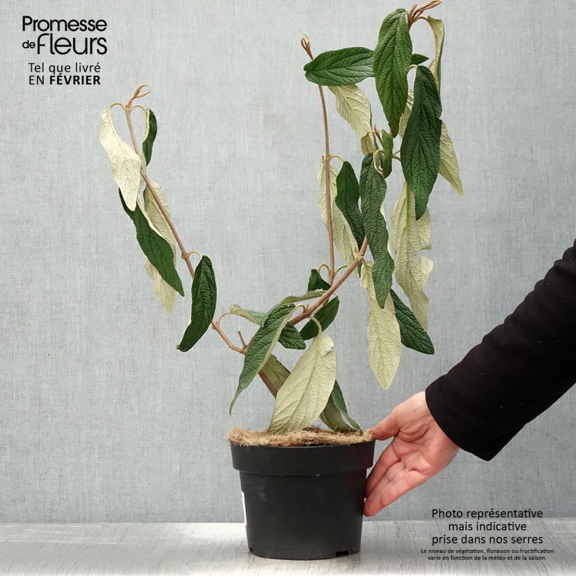 Example of Viburnum rhytidophyllum - Viorne à feuilles ridées. Pot van 2 l/3 l as you get in hiver