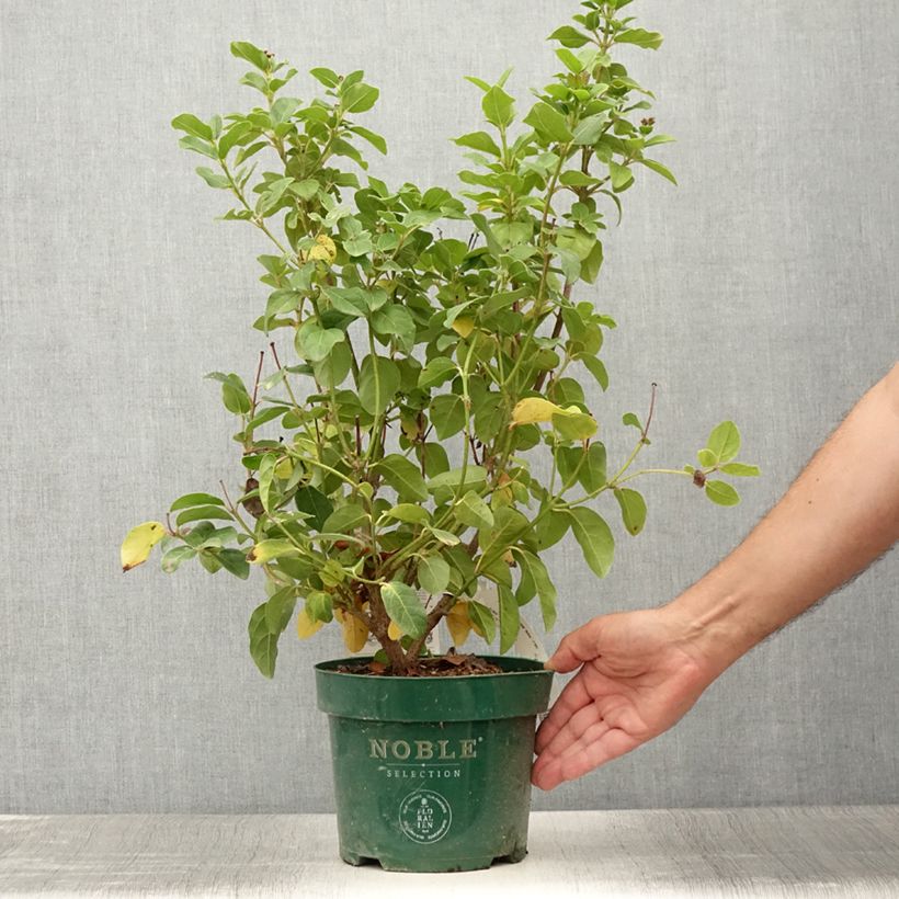 Exemplaar van Viburnum tinus Lisarose - Lauriersneeuwbal Pot van 3 l/4 l zoals geleverd in de zomer
