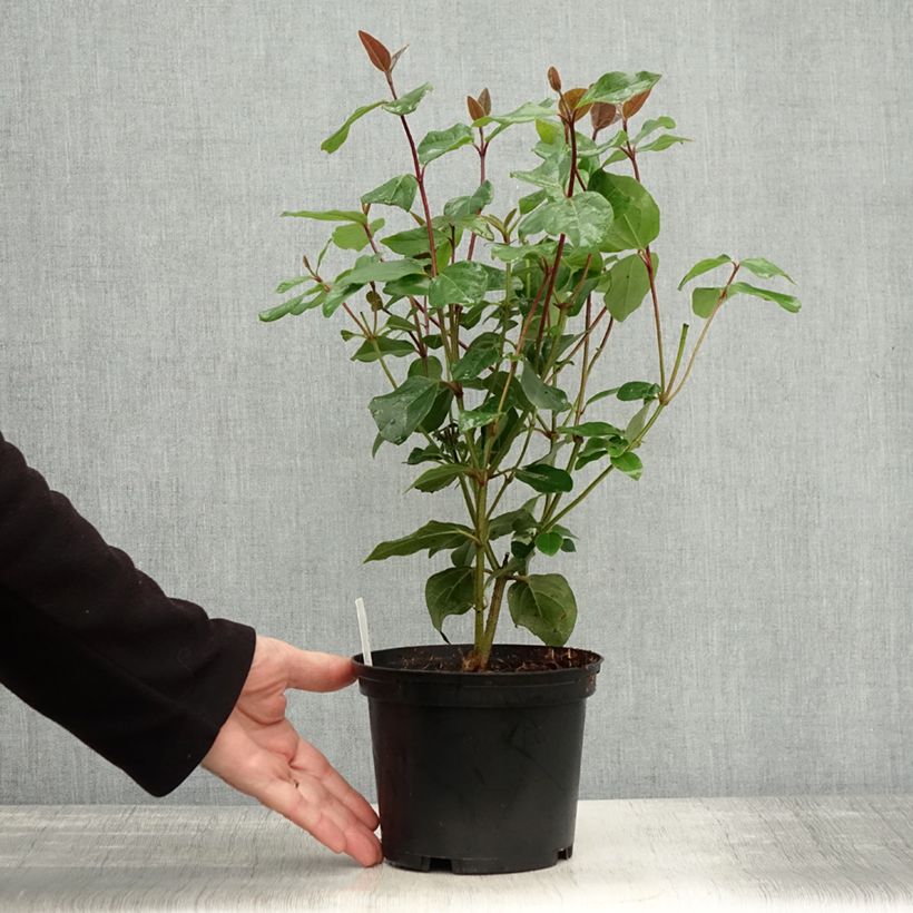 Exemplaar van Viburnum tinus Purpureum - Lauriersneeuwbal Pot van 2 l/3 l zoals geleverd in de herfst
