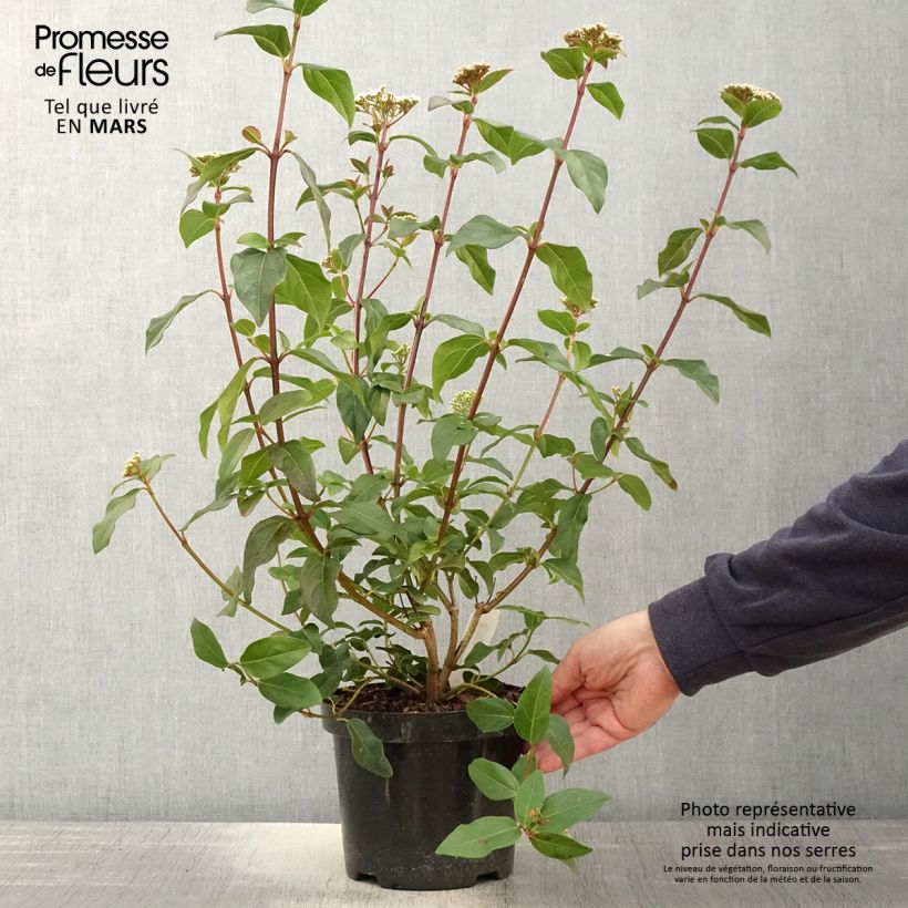 Exemplaar van Viburnum tinus Purpureum - Lauriersneeuwbal Pot van 2 l/3 l zoals geleverd in de lente