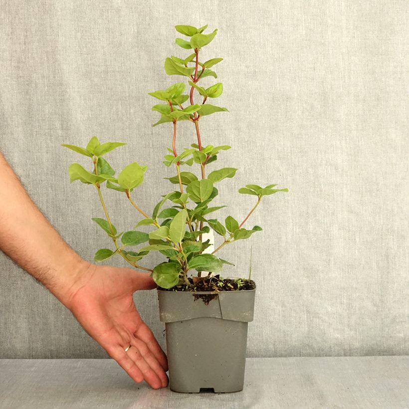 Exemplaar van Viburnum tinus Rockn Rolla - Lauriersneeuwbal Pot van 2 l/3 l zoals geleverd in de zomer