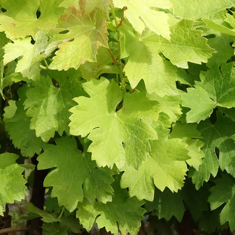 Druif Albarossa (Blad)