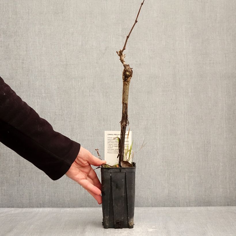 Exemplaar van Druif Albarossa Pot van 1,5 l/2 l zoals geleverd in de winter