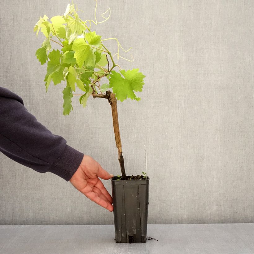 Exemplaar van Druif Albarossa Pot van 1,5 l/2 l zoals geleverd in de lente