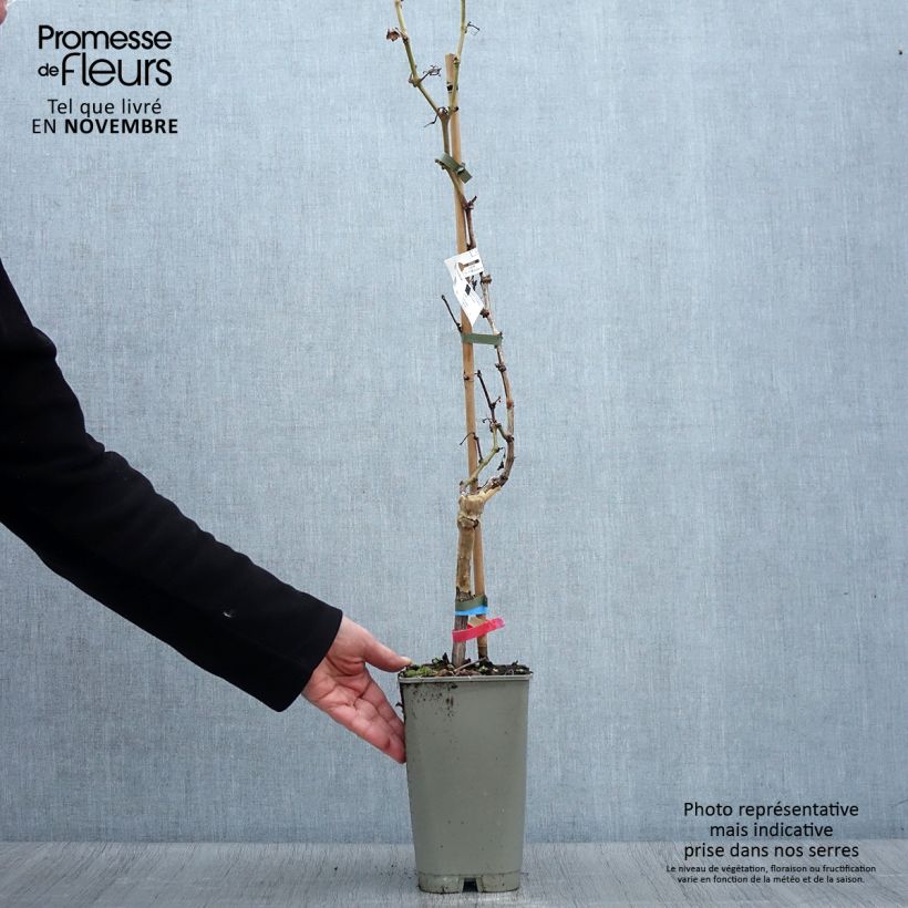 Exemplaar van Druif Alphonse Lavallée Pot van 1,5 l/2 l zoals geleverd in de herfst