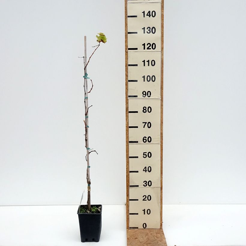 Exemplaar van Druif Alphonse Lavallée Pot van 3 l/4 l zoals geleverd in de herfst
