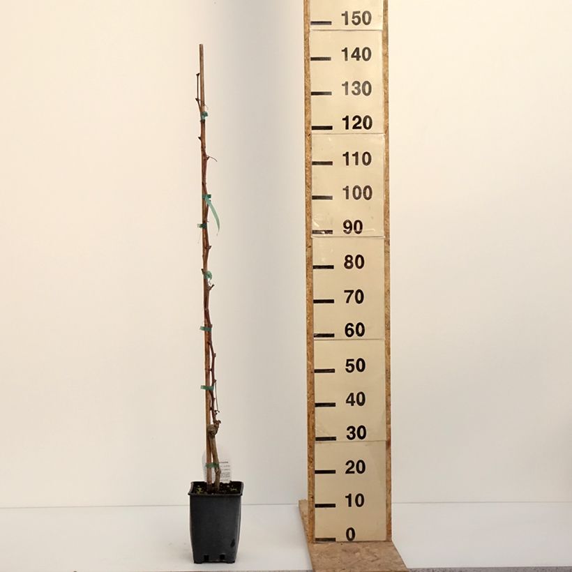 Exemplaar van Druif Alphonse Lavallée Pot van 3 l/4 l zoals geleverd in de winter