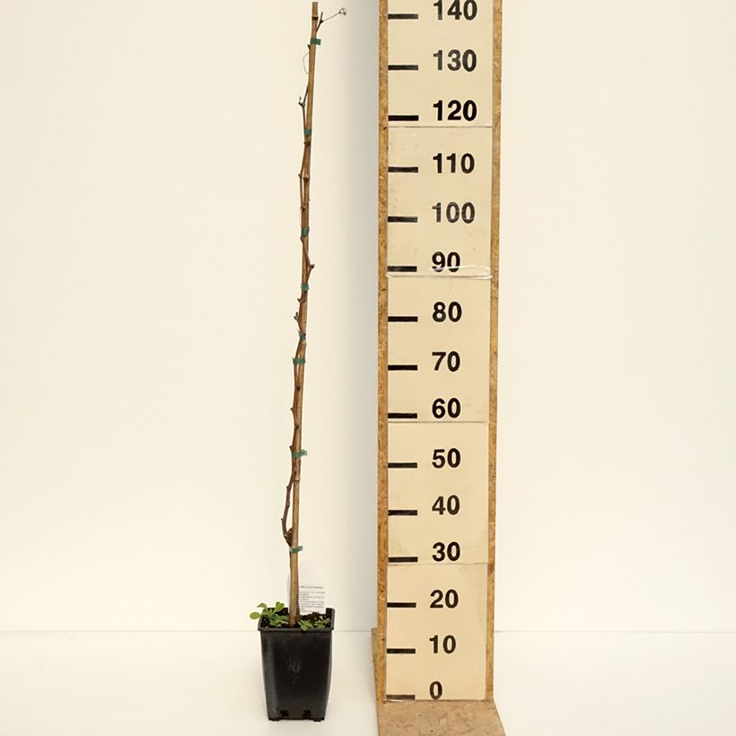 Exemplaar van Druif Alphonse Lavallée Pot van 3 l/4 l zoals geleverd in de lente