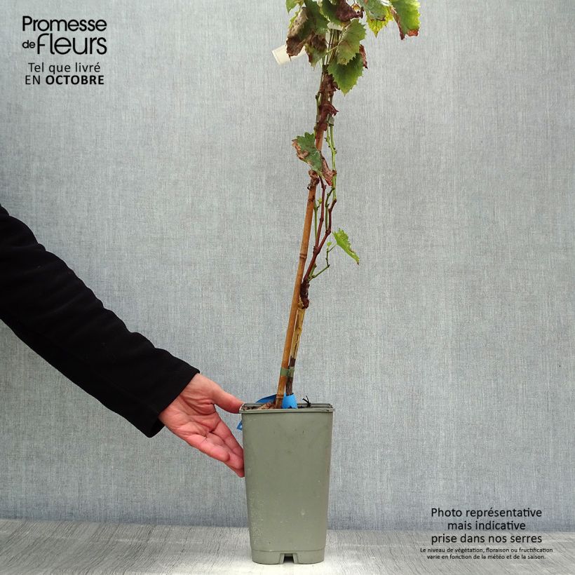 Exemplaar van Druif Amandin Pot van 2 l/3 l zoals geleverd in de herfst