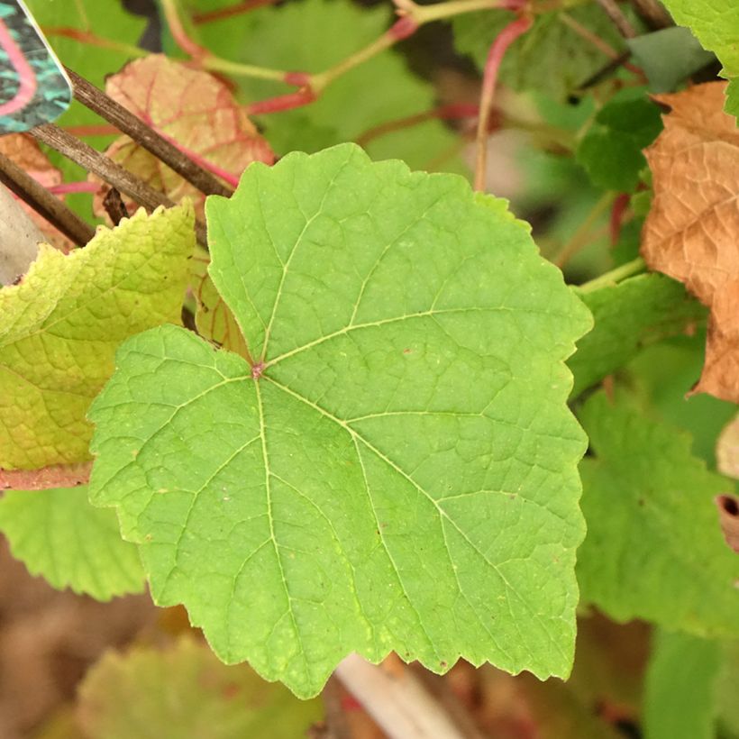 Amoerdruif - Vitis amurensis (Blad)