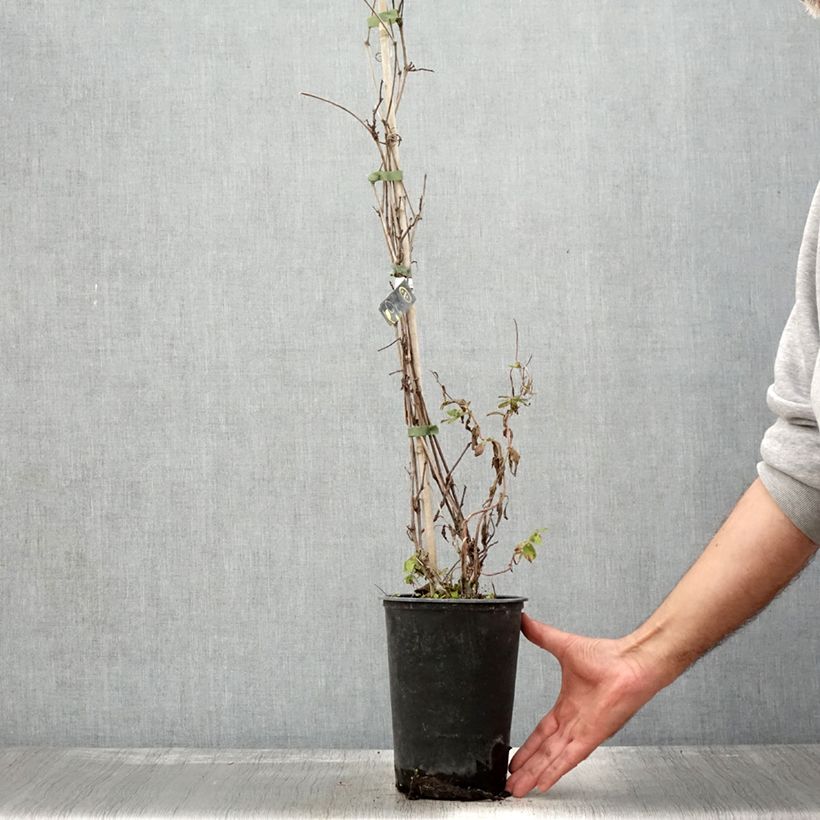 Exemplaar van Amoerdruif - Vitis amurensis Pot van 3 l/4 l zoals geleverd in de herfst