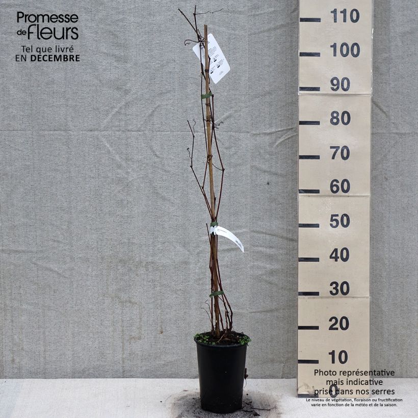 Exemplaar van Amoerdruif - Vitis amurensis Pot van 3 l/4 l zoals geleverd in de winter