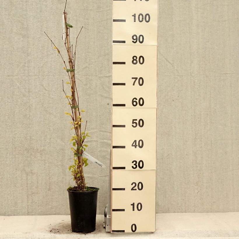 Exemplaar van Amoerdruif - Vitis amurensis Pot van 3 l/4 l zoals geleverd in de lente