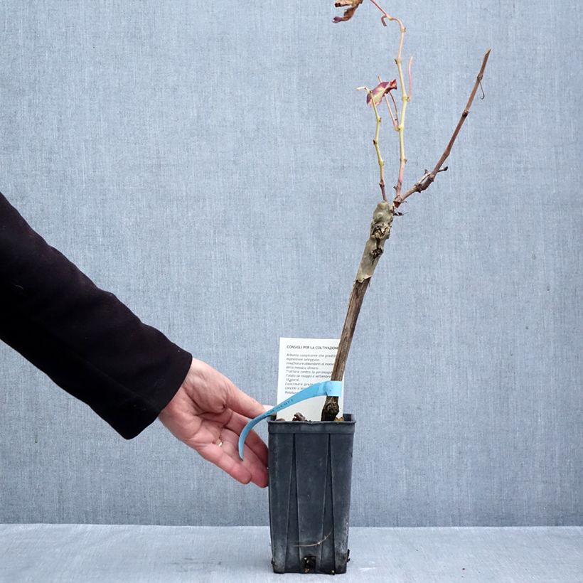 Exemplaar van Vigne Barbera - Vitis vinifera Pot de 1,5L/2L zoals geleverd in de herfst
