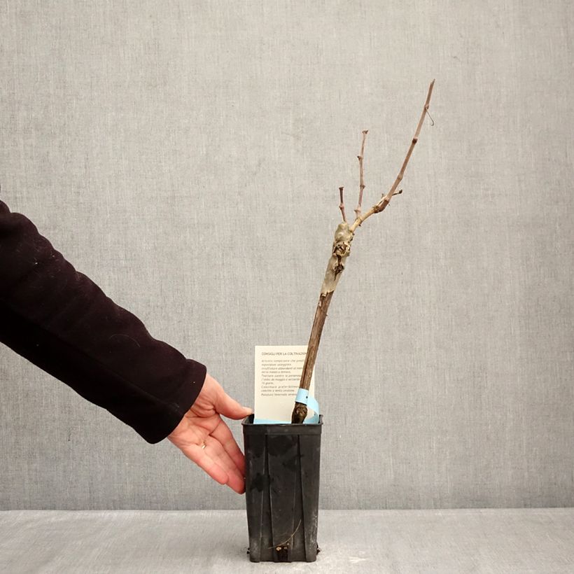 Exemplaar van Druif Barbera Pot van 1,5 l/2 l zoals geleverd in de winter