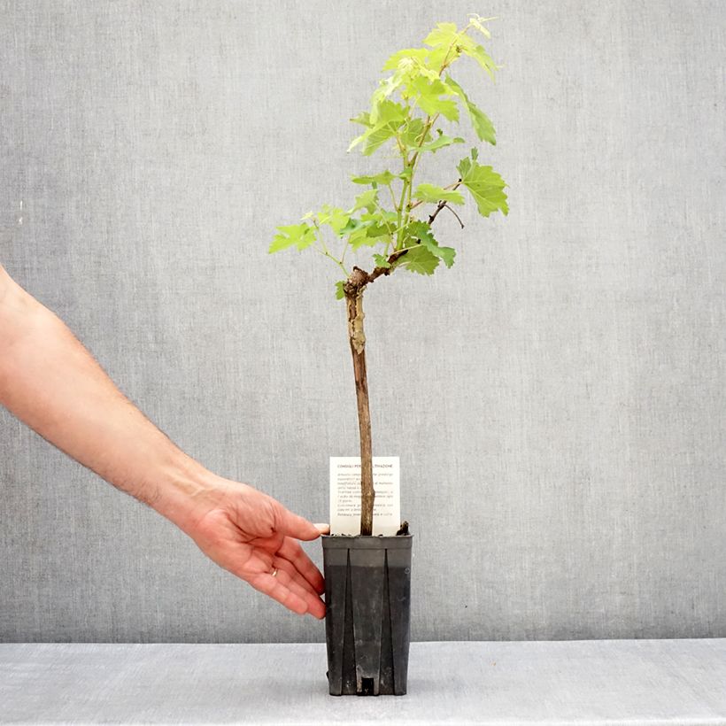 Exemplaar van Druif Barbera Pot van 1,5 l/2 l zoals geleverd in de lente