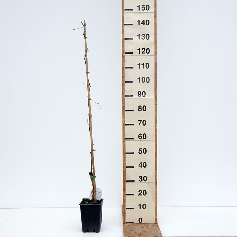 Exemplaar van Druif Black Magic Pot van 1,5 l/2 l zoals geleverd in de winter