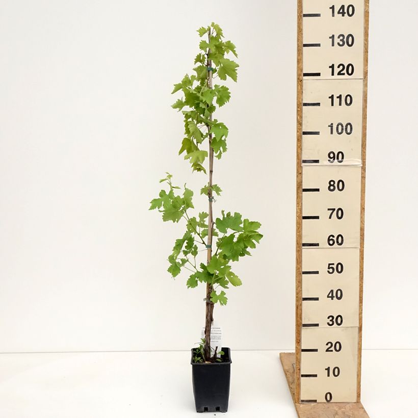 Exemplaar van Druif Black Magic Pot van 1,5 l/2 l zoals geleverd in de lente