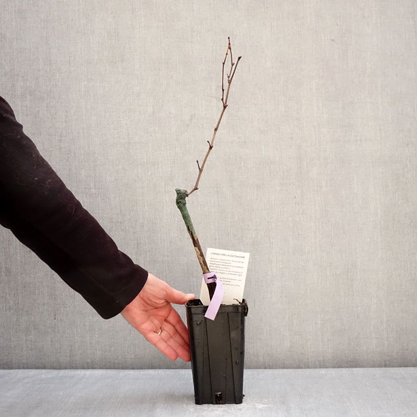 Exemplaar van Vigne Bonarda - Vitis vinifera Pot van 1,5 l/2 l zoals geleverd in de winter