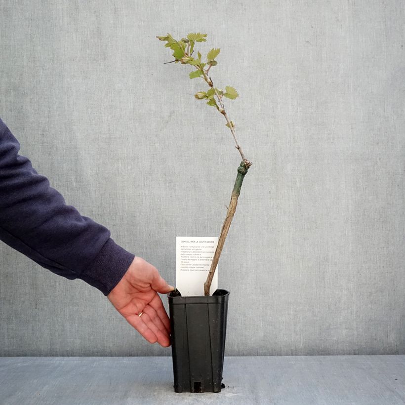 Exemplaar van Druif Bonarda Pot van 1,5 l/2 l zoals geleverd in de lente