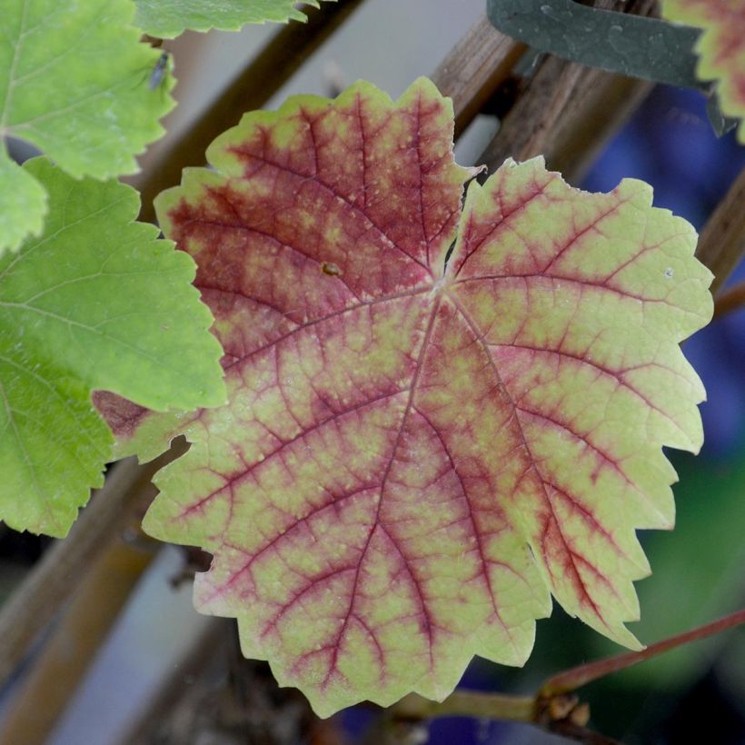 Vitis Boskoop Glory - Wijnstok (Foliage)