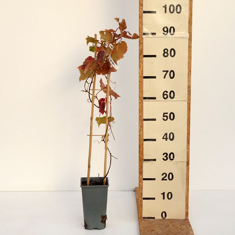 Exemplaar van Druif Brant Pot van 2 l/3 l zoals geleverd in de herfst
