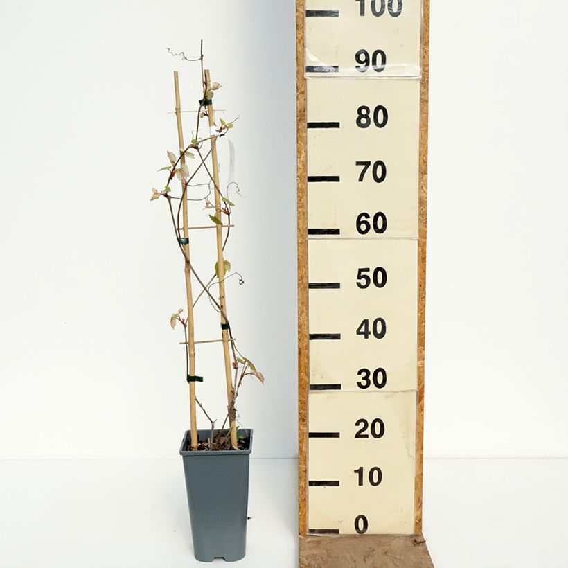 Exemplaar van Druif Brant Pot van 2 l/3 l zoals geleverd in de lente