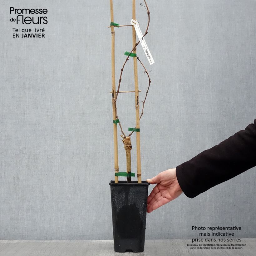 Exemplaar van Druif Cardinal Pot van 1,5 l/2 l zoals geleverd in de winter