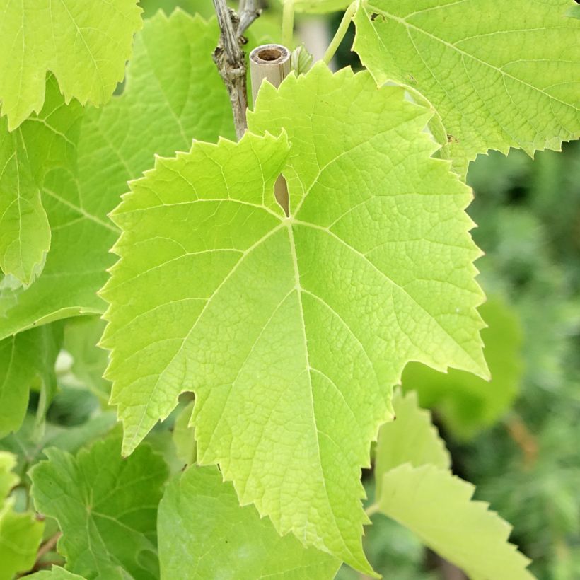 Druif Chardonnay (Blad)