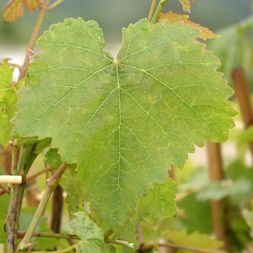 Druif Gouden Chasselas (Blad)