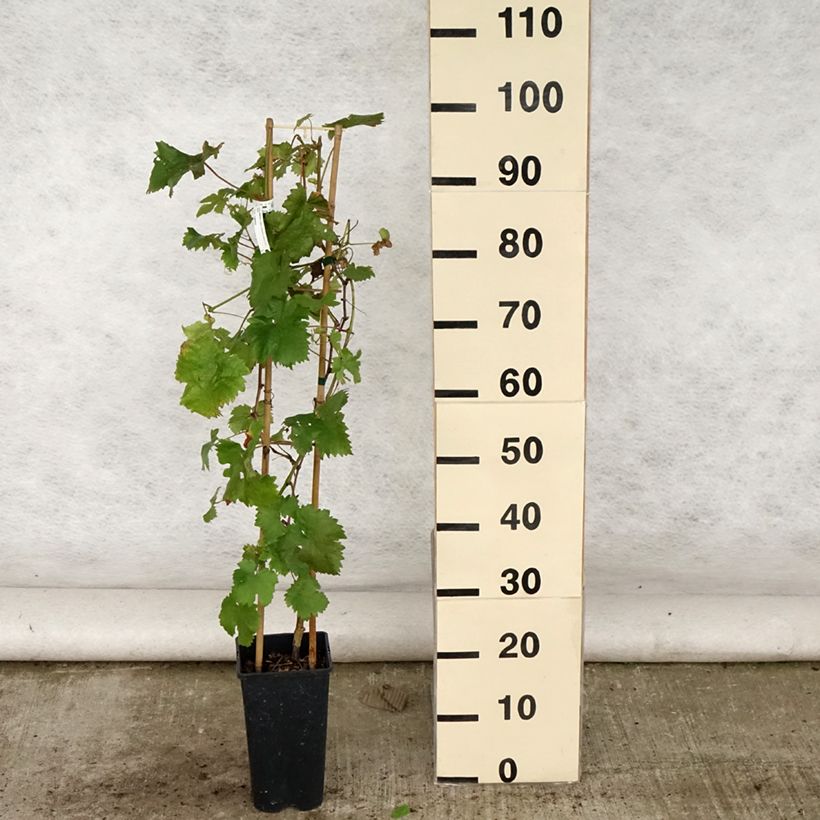Exemplaar van Druif Gouden Chasselas Pot van 2 l/3 l zoals geleverd in de zomer