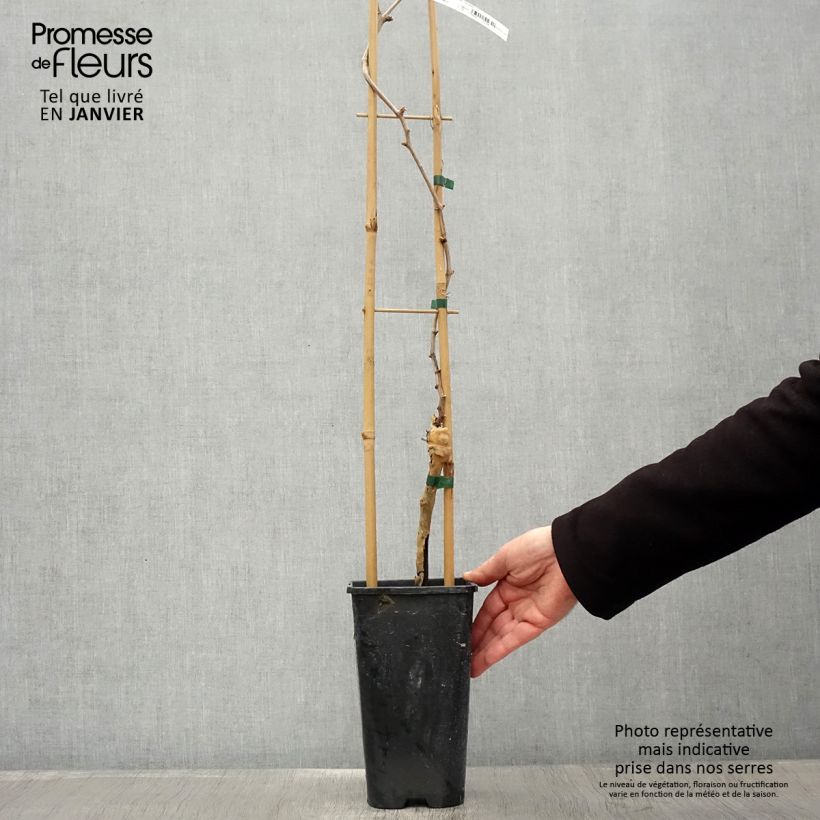 Exemplaar van Druif Gouden Chasselas Pot van 2 l/3 l zoals geleverd in de winter