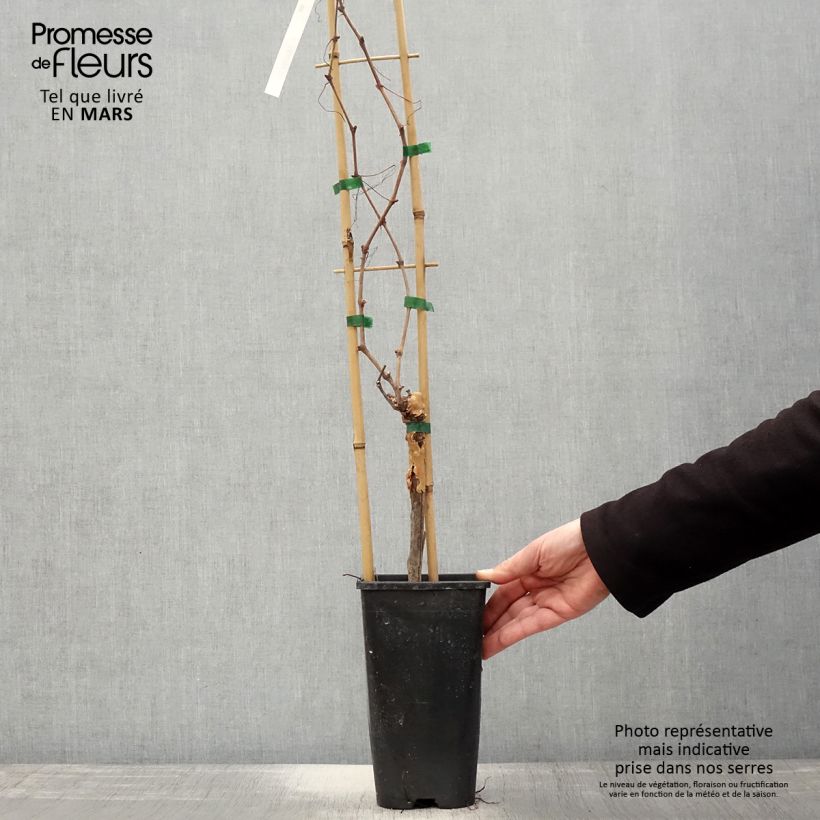 Exemplaar van Druif Gouden Chasselas Pot van 2 l/3 l zoals geleverd in de lente