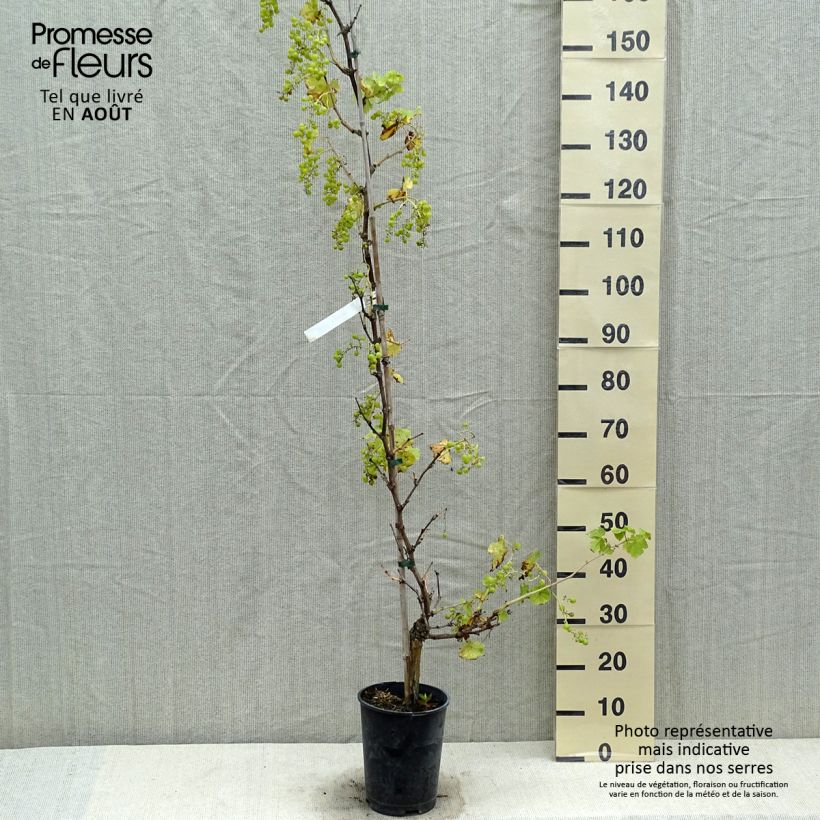 Exemplaar van Druif Chasselas van Fontainebleau Pot van 2 l/3 l zoals geleverd in de zomer