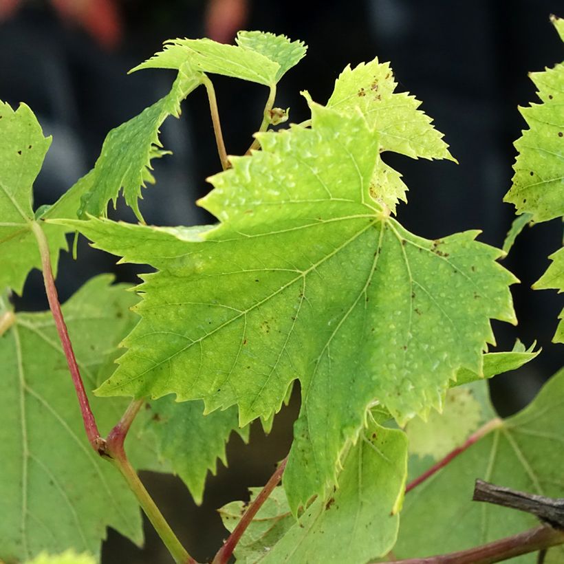 Druif Chasselas van Fontainebleau (Blad)