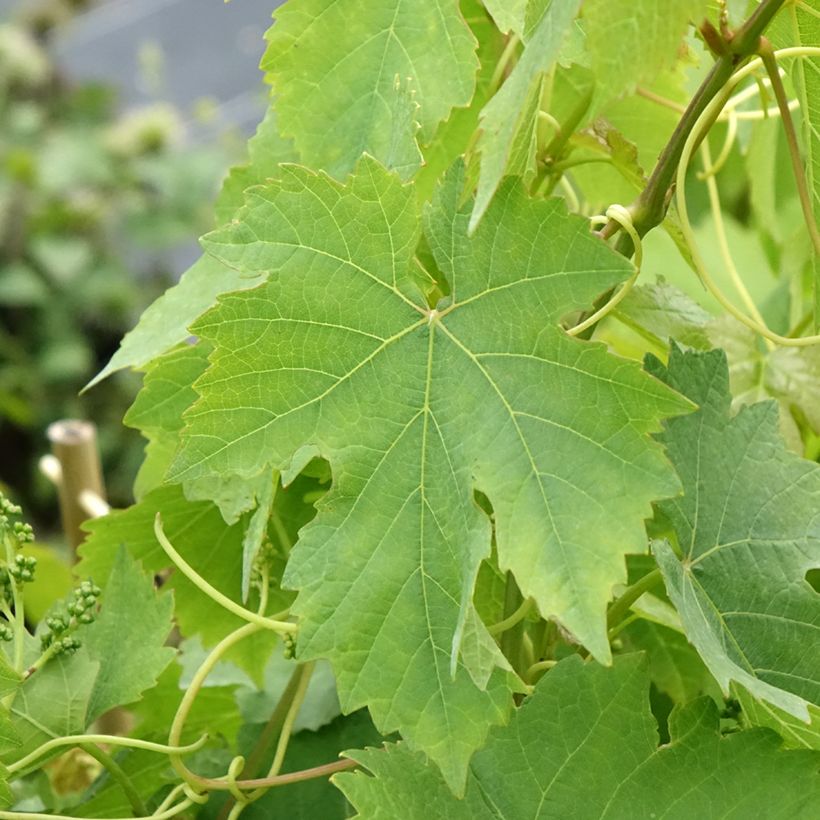 Druif Chasselas Rosé (Blad)