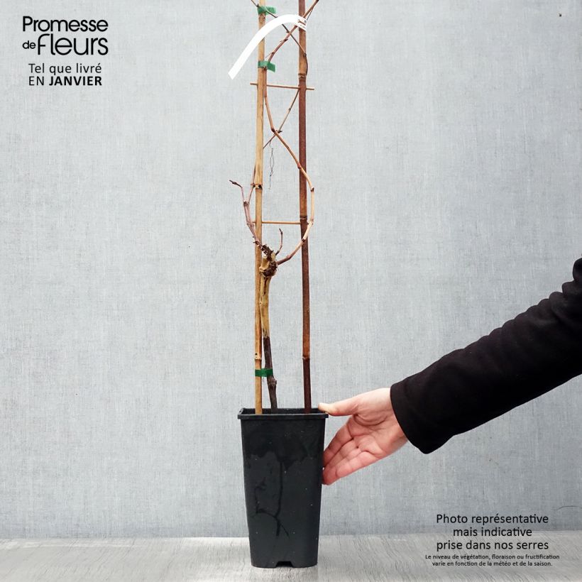 Exemplaar van Druif Chasselas Rosé Pot van 2 l/3 l zoals geleverd in de winter